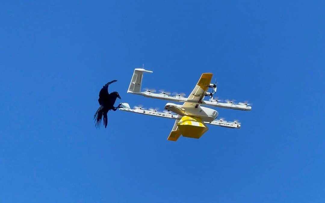 Dron Atacado por un Cuervo