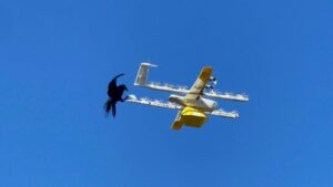 Cuervo Ataca a un Dron